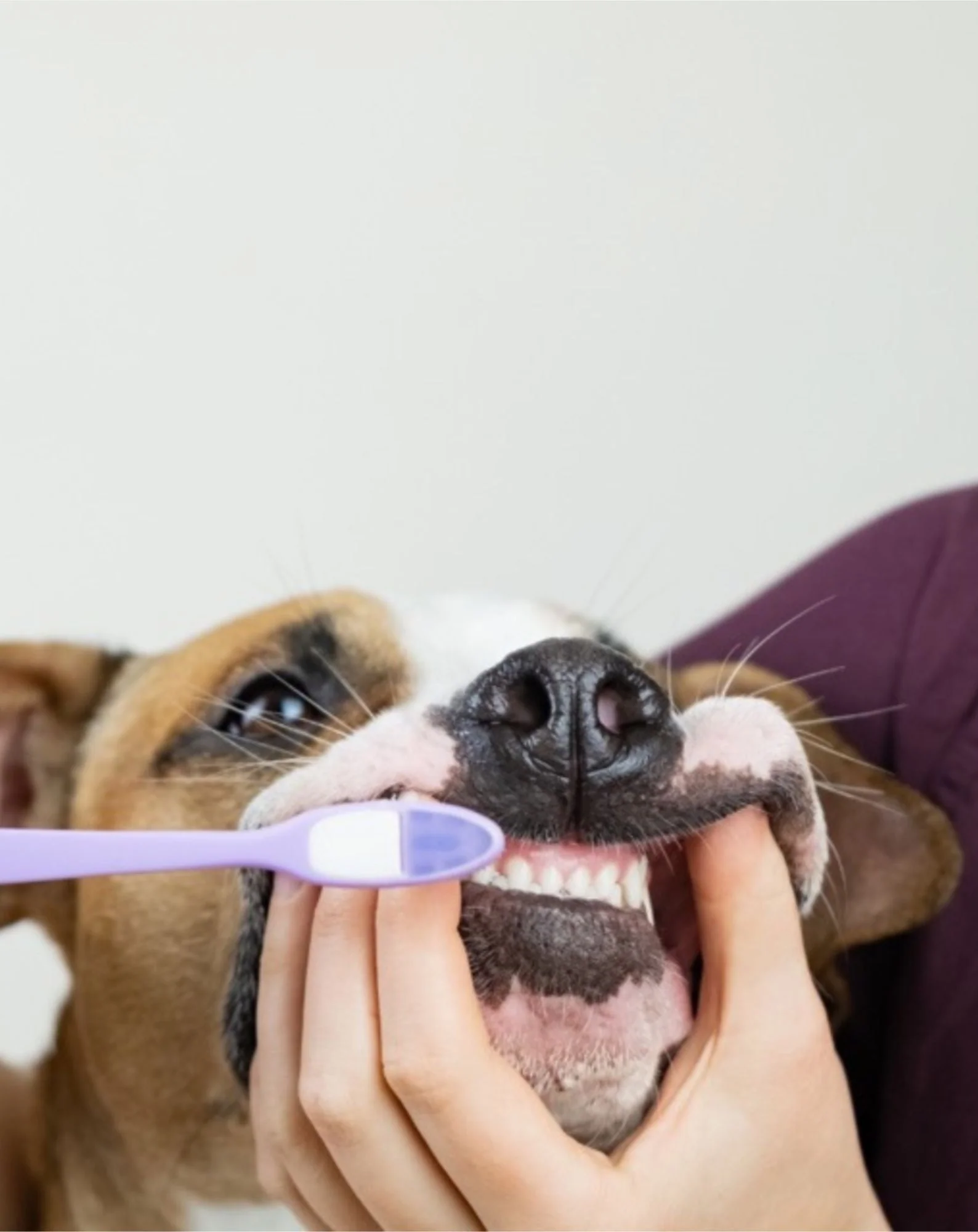 Dentifrice pour chien coco-banane neutralise les odeurs et élimine le tartre Auna For Fauna 30 ml - Image 2